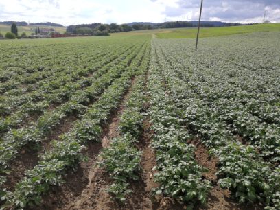 Nachhaltige Kartoffelwirtschaft