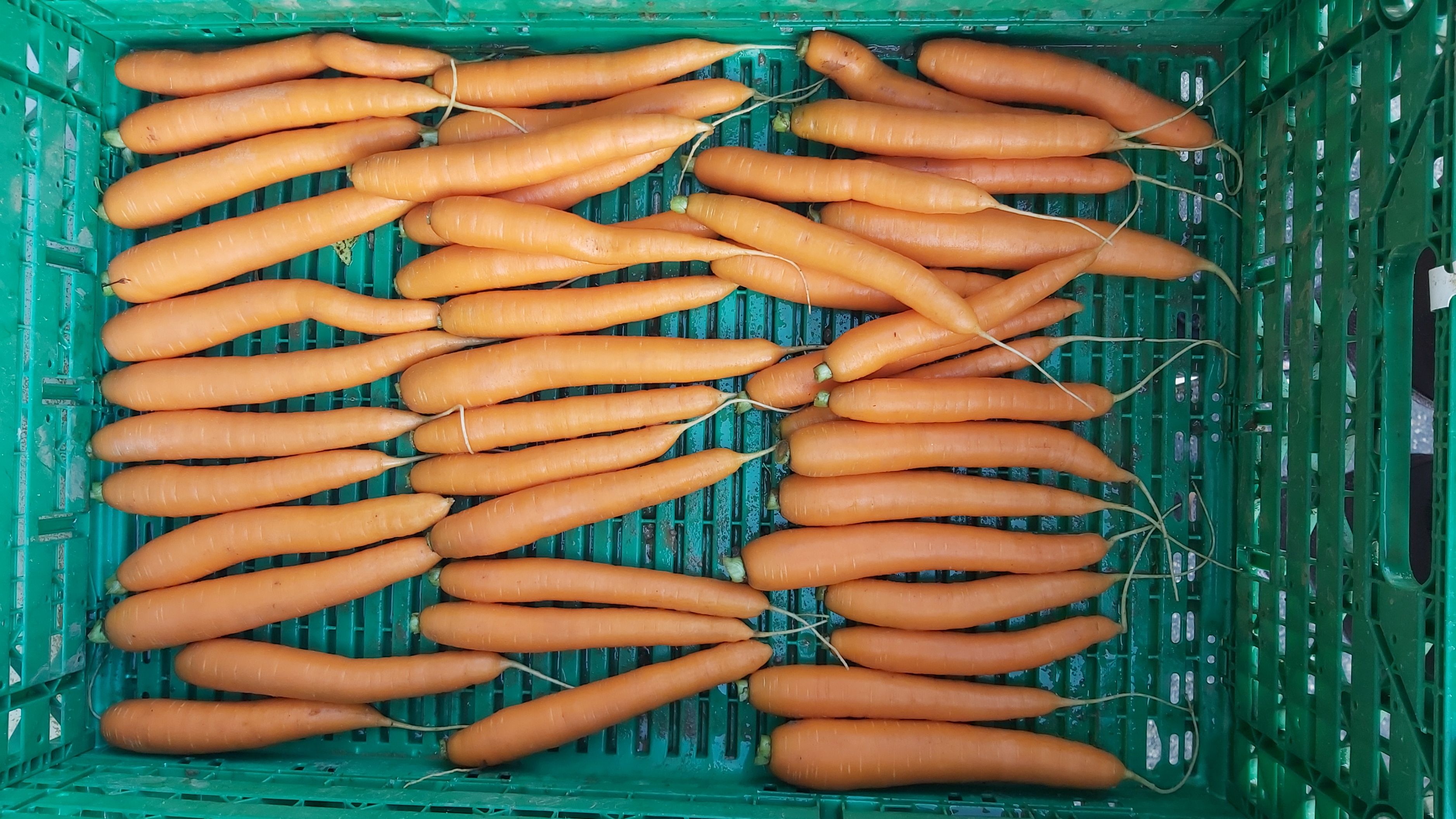 Milchsäurebakterien sollen Karotten vor Schimmel schützen. (Bild: Berner Fachhochschule)