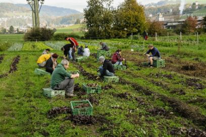 Solidarische Landwirtschaftsinitiative Radiesli