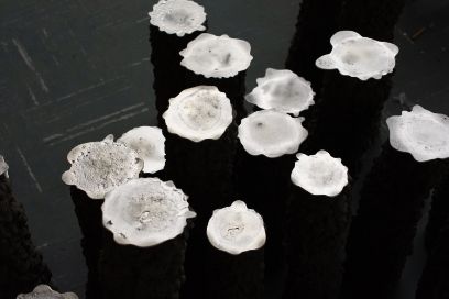 Constructing Radical Ecologies