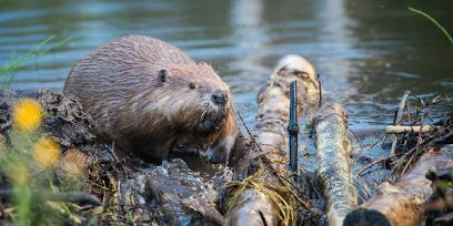 Der Biber: Naturtalent und Ökosystemingenieur