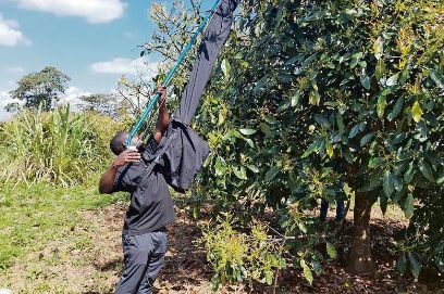 Mit einem speziellen Pflückwerkzeug können die Avocados schonend geerntet werden. (Bild: Maël Wüthrich)