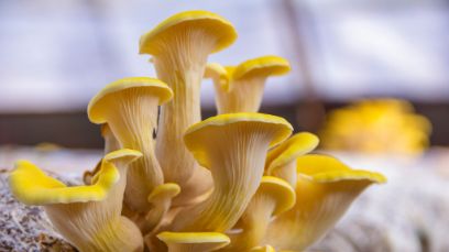 Pleurote jaune : les champignons ne sont pas tous égaux face au son.