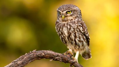 La chevêche d’Athéna, espèce rare, est considérée comme une espèce cible dans le village aux oiseaux d’Alchenstorf, où de nouveaux habitats sont créés.