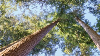 Observer la cime des arbres, c’est lire à la fois le passé et l’avenir.