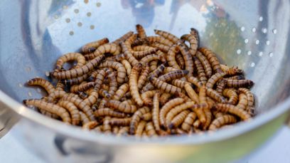 Même si les produits à base de vers de farine sont durables, ce seul fait ne suffit pas à convaincre de les consommer. (Photo : Julia Filirovska, Pexels) 