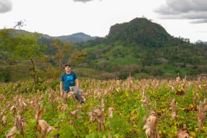 Ludovic Schorno in bean field cultivated after maize near Santa Rosa, Matiguas, Matagalpa Department, Nicaragua. ©Ludovic Schorno/Jairo Castillo