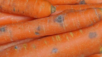 Der Schimmelpilz Berkeleyomyces basicola verursacht die so genannte «Schwarze Wurzelfäule». (Bild: Adobe Stock)