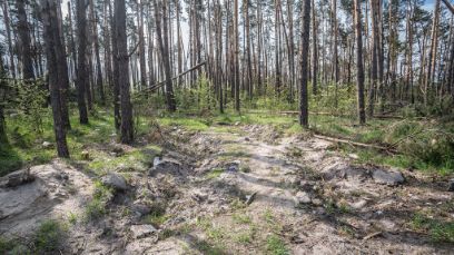 Un tiers des forêts ukrainiennes est endommagé par la guerre. (Photo : Serhii Korovayny, WWF Ukraine)