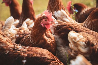 Poules à bouillir dans un élevage suisse, illustrant un potentiel encore largement inexploité pour réduire le gaspillage alimentaire.
