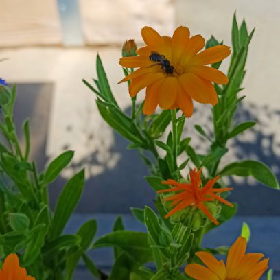 Urban-Gardening-Marzili-Rueckblick