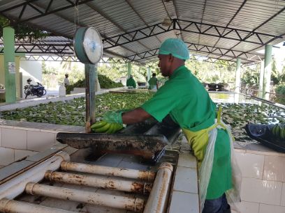 Bananenproduktion in der Dominikanischen Republik