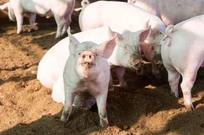 Des porcs heureux : Le label M-Check "Bien-être animal" indique dans quelle mesure le bien-être des animaux a été pris en compte pendant la production. (Photo : Ramon Lehmann)