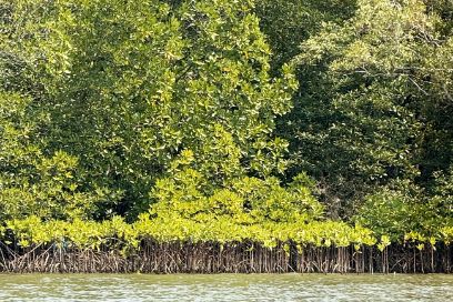 Recently planted mangrove saplings (Rhizophora spp.) adjacent to pre-established, older mangroves at the river’s edge, near Namchiao village. It’s easy to spot the difference between the trees’ ages and distribution.