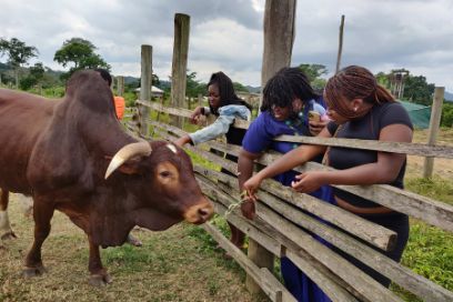 On tour: visitors with the farm's bull.