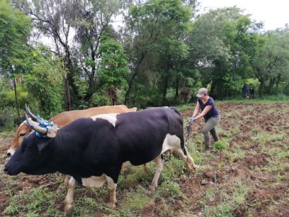 Laura s’est essayée au labourage en Bolivie, mais elle n’a actuellement pas besoin de grosses machines sur sa ferme en Suisse.