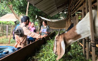 Researcher Dairy: Integration of goats on black pepper farms in Cambodia    