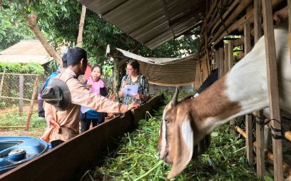 Researcher Dairy: Integration of goats on black pepper farms in Cambodia