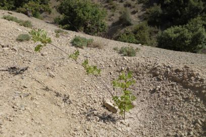 Ash tree reforestation, one year after transplanting. Holly oaks take longer to grow but ash tree grows faster and also provide great forage for the villagers’ sheep and goats. 