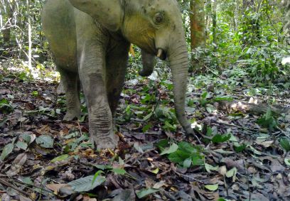 Piégé par la caméra d’Isaac Youb : un éléphant dans la forêt tropicale gabonaise.