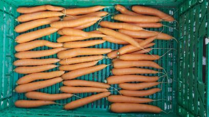 Des bactéries lactiques pour protéger les carottes de la pourriture noire. Photo: Berner Fachhochschule 