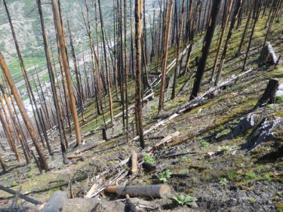 Forêt de protection à Viège après un incendie de forêt. 