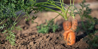 Using imperfect fruits and veg. Image: zvg