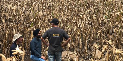 Professor Gurbir Singh Bhullar (centre) and colleagues carry out an initial survey of the damage caused by maize monocultures. (Image: 'Going Bananas' project)