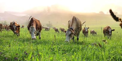 Kühe wandeln für den Menschen nicht nutzbare Nährstoffe in wertvolle Nahrungsmittel um: zum Beispiel Gras zu Milch.