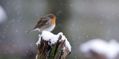 Rotbrüstchen im Schnee