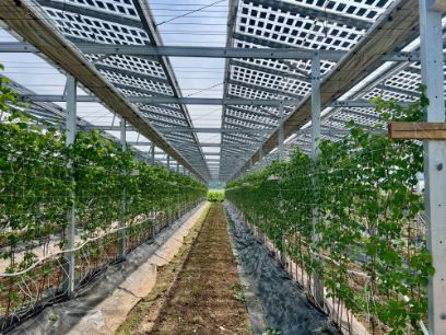 Agri-solar installations combine agricultural structures with solar panels
