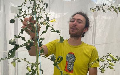 Dans l’environnement scientifique d’Agroscope, Dylan Maret observe les symptômes de l’acariose bronzée sur les plants de tomates