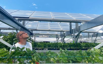 Jocelyn Widmer examines how strawberries develop under dynamic solar panels. (Images: Loredana Storno)