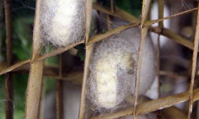 Silkworms about to spin their cocoons.