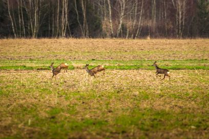 Wald-Wild-Weiterbildung 2026
