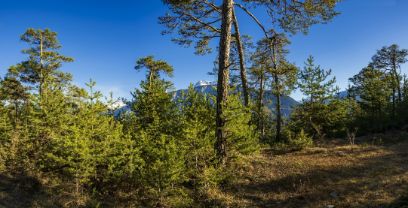 Forestières fructueuses des Alpes et Préalpes L’économie