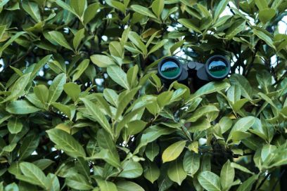 Feldstecher in Hecke versteckt