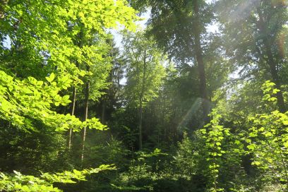 Schutzwald und Klimawandel – fällt uns bald der Himmel auf den Kopf?