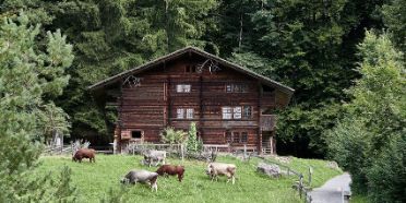 Ein altes Holzhaus aus Adelboden, umringt von Bäumen. Vor dem Haus grasen fünf Kühe.