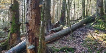 Ungenutzte Wälder in der Schweiz