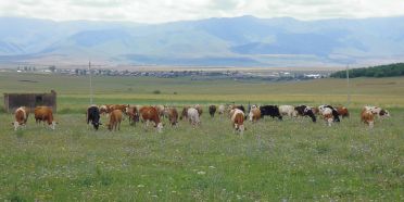 Cows in Taschir