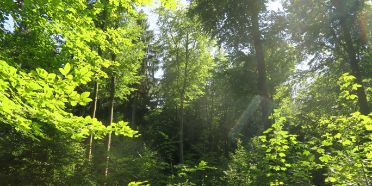 Waldökonomisches Monitoring & Verbesserung wirtschaftliche Leistungsfähigkeit
