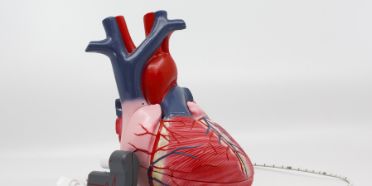 Ein Modell eines menschlichen Herzens mit dem Prototyp des neu entwickelten Geräts.