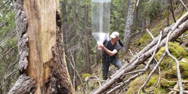 Piège à insectes dans Réserve forestière de la Pierreuse