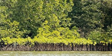 Mangrove restoration towards sustainable coastal ecosystem management