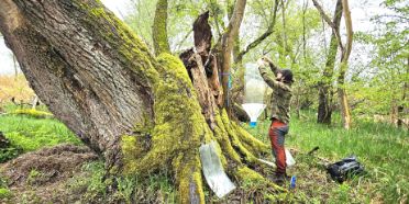 Monitoring xylobionter Käfer und Pilze im neuen Naturwaldreservat Fanel