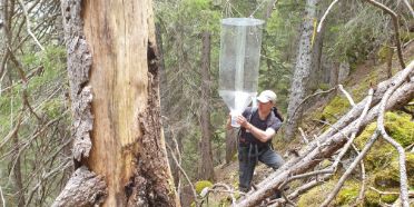 Protection forests and biodiversity conservation: synergies and trade-offs