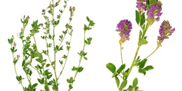Luzerne (Medicago Sativa)
