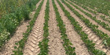 Soja-Anbau für die menschliche Ernährung in der Schweiz hat sich etabliert