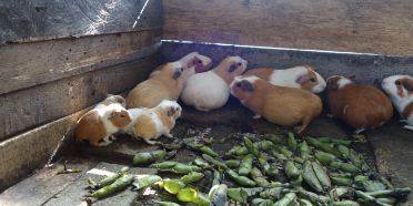 Guinea pigs (cavies) fed broad bean waste by small farmers in Ecuador